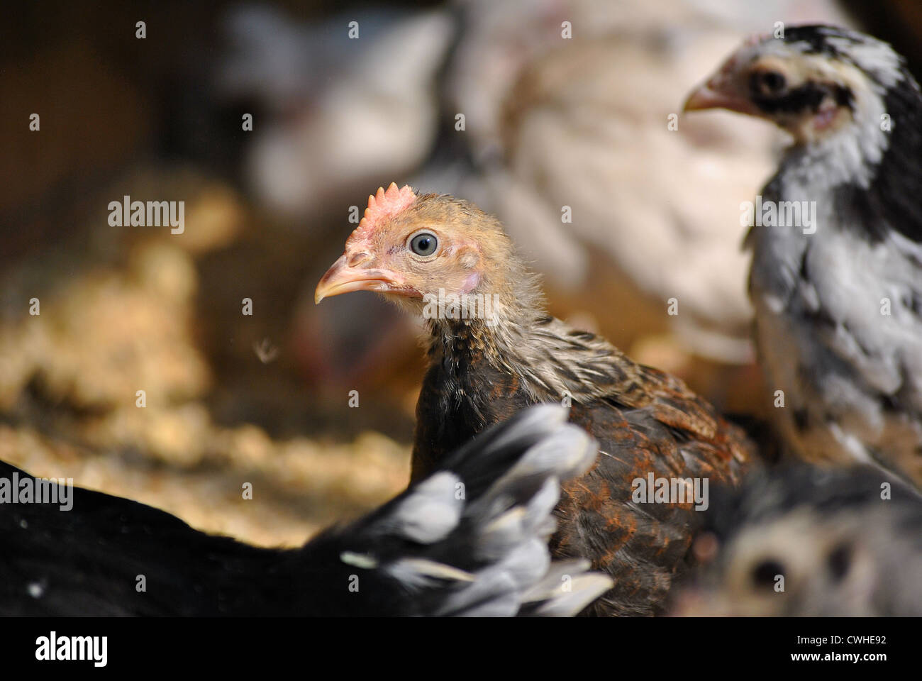 Brown Leghorn Bantam Cockerel 8 weeks old Stock Photo