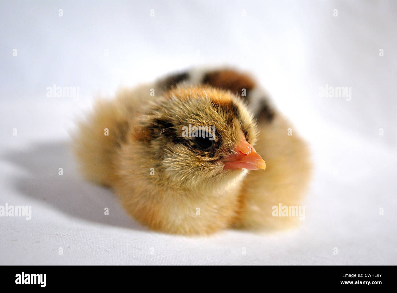 Gold Brahma one day old chick Stock Photo