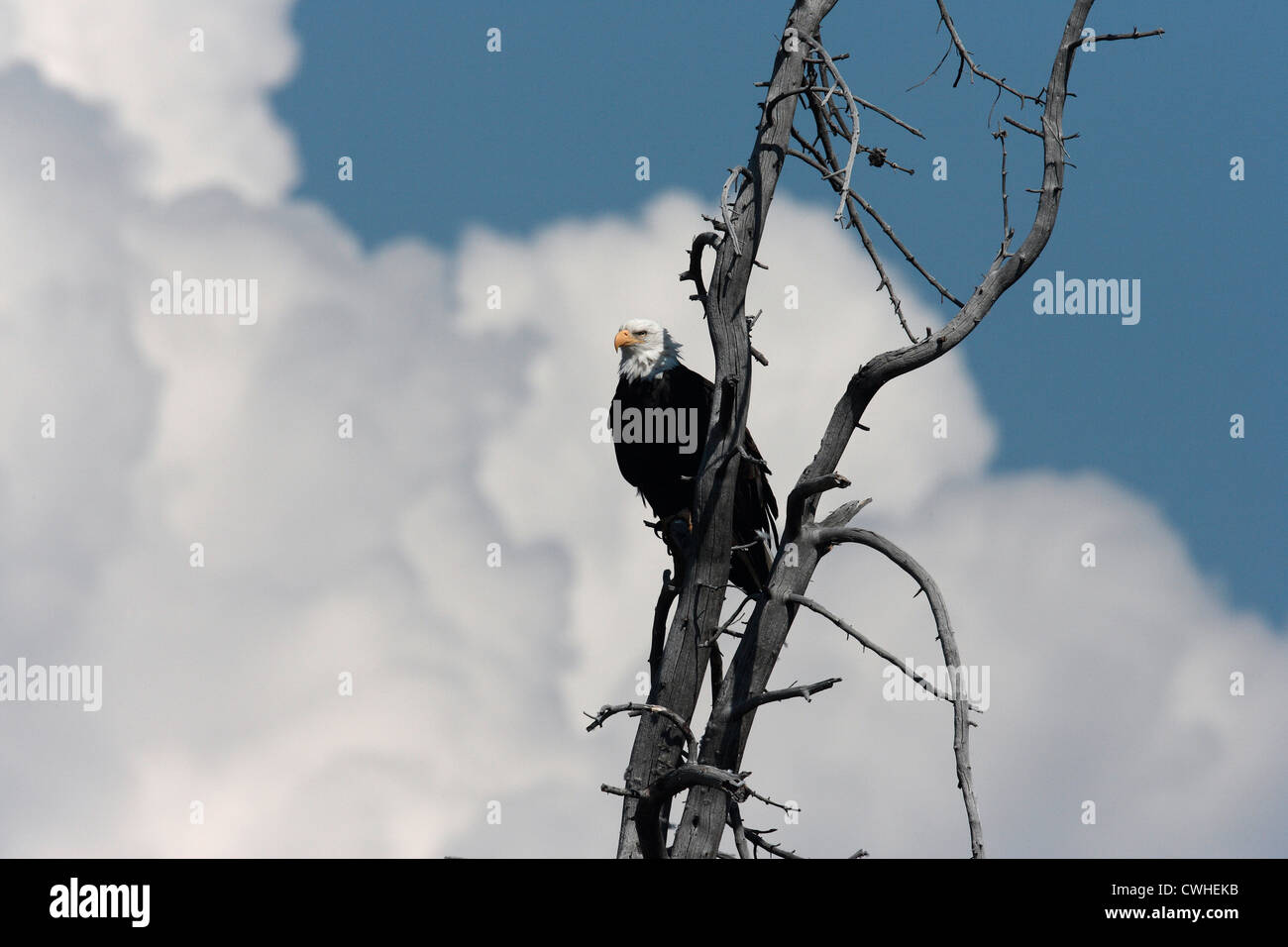 White Headed Eagle High Resolution Stock Photography and Images - Alamy