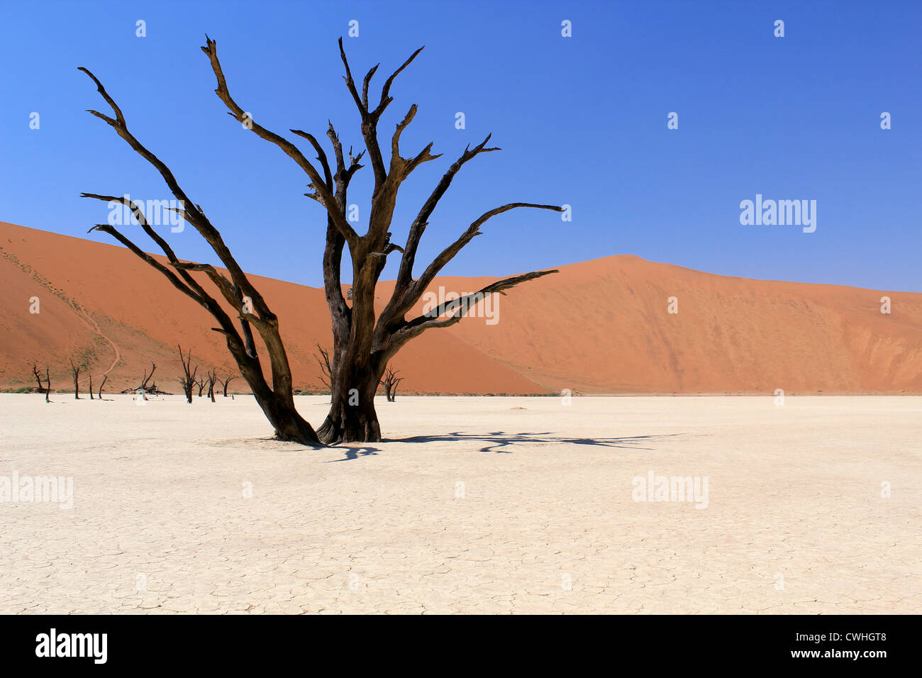 Sossusvlei dead valley landscape in the Nanib desert near Sesriem, Namibia Stock Photo
