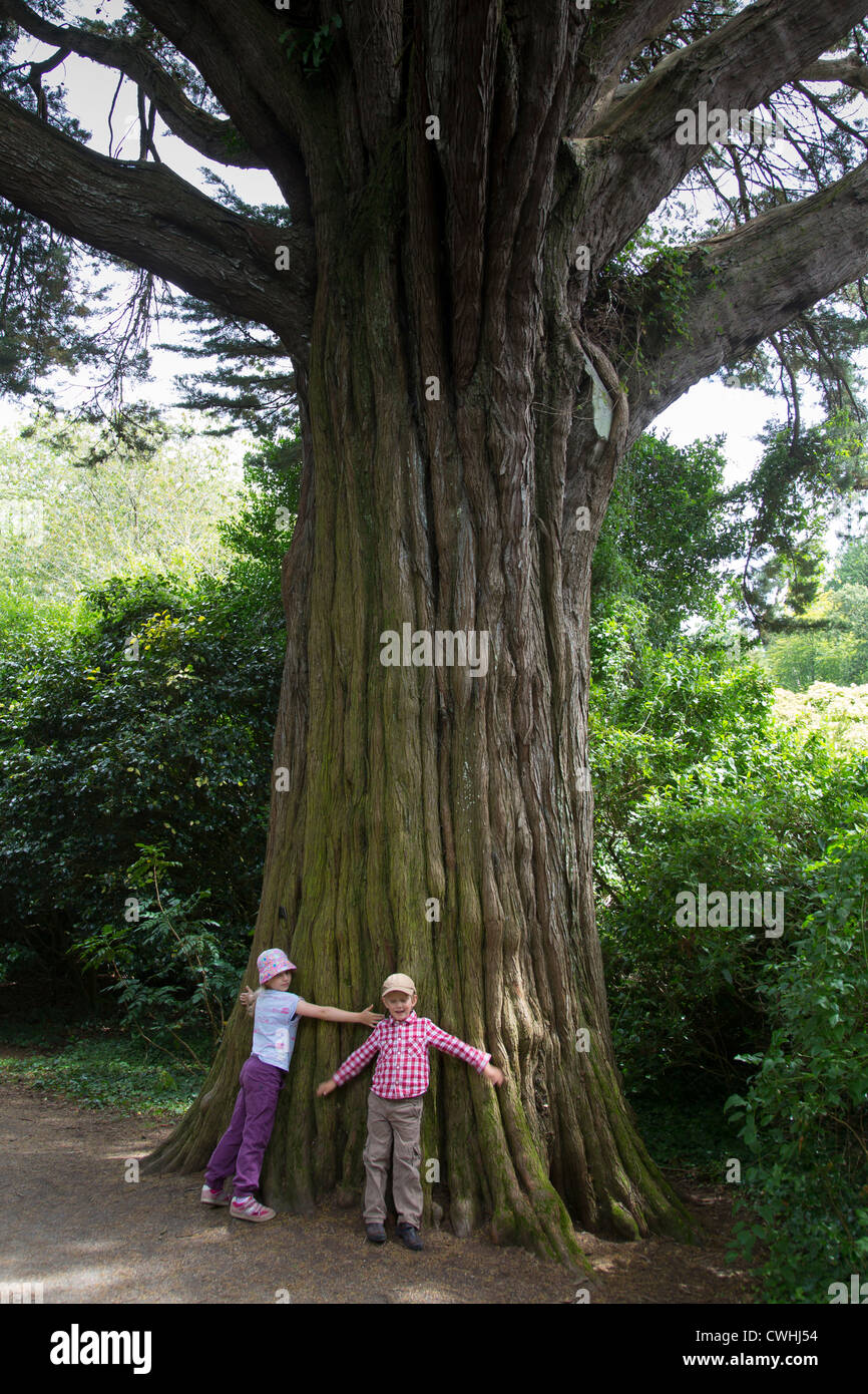 Kids with giant tree trunk Stock Photo