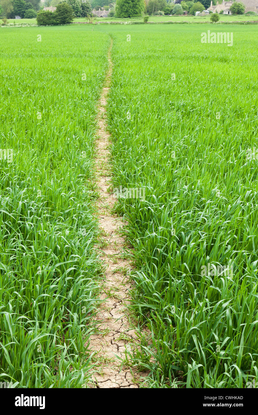 A public footpath on the Cotswolds reinstated after a crop of grain has been planted at Little Barrington, Gloucestershire, UK Stock Photo