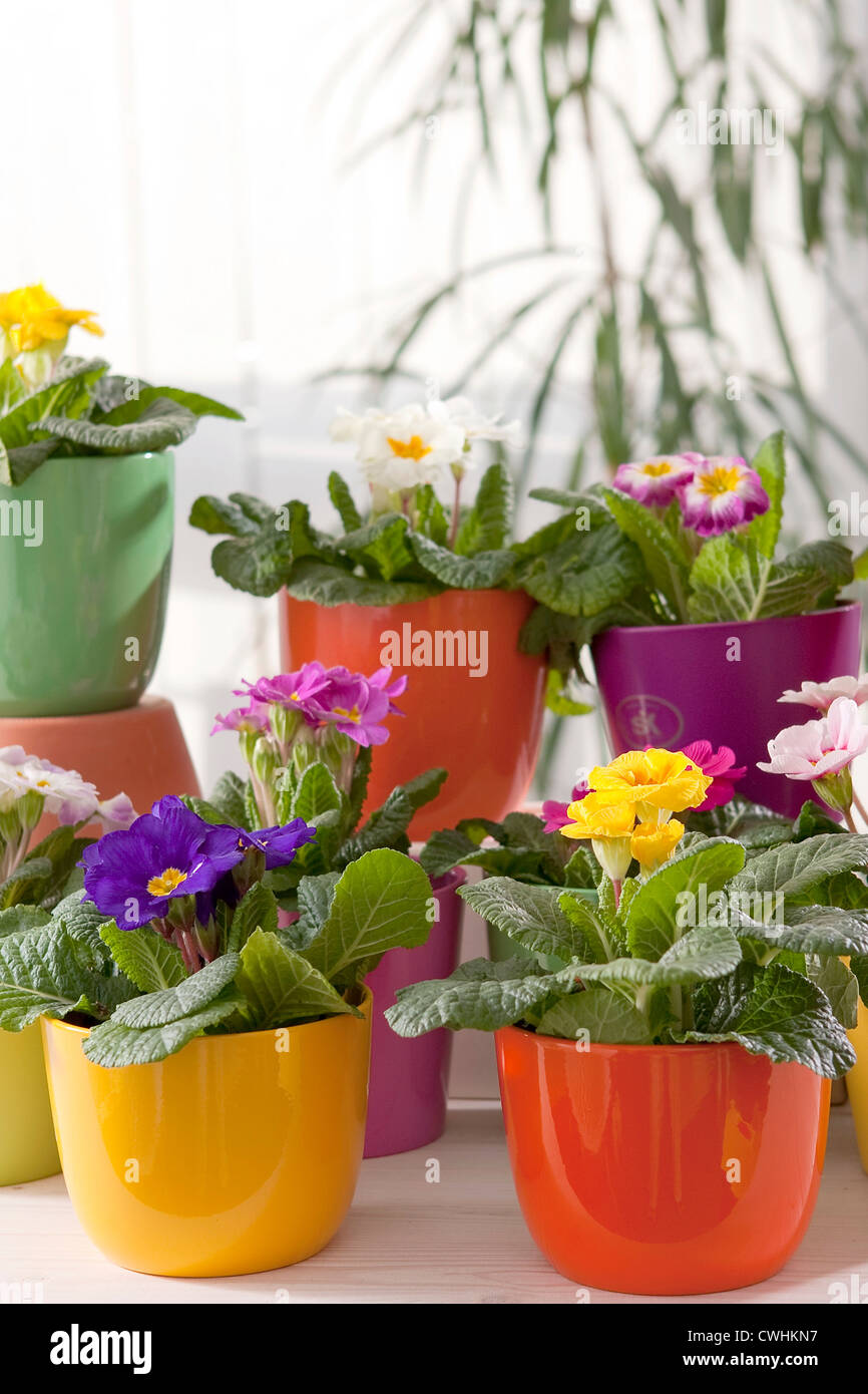 Primula Colour Set Stock Photo - Alamy