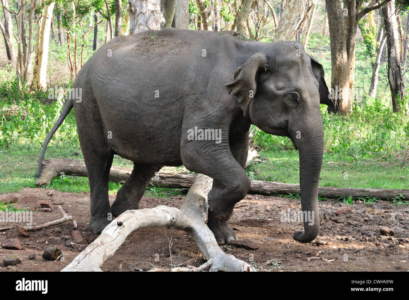 Indian Elephant Stock Photo