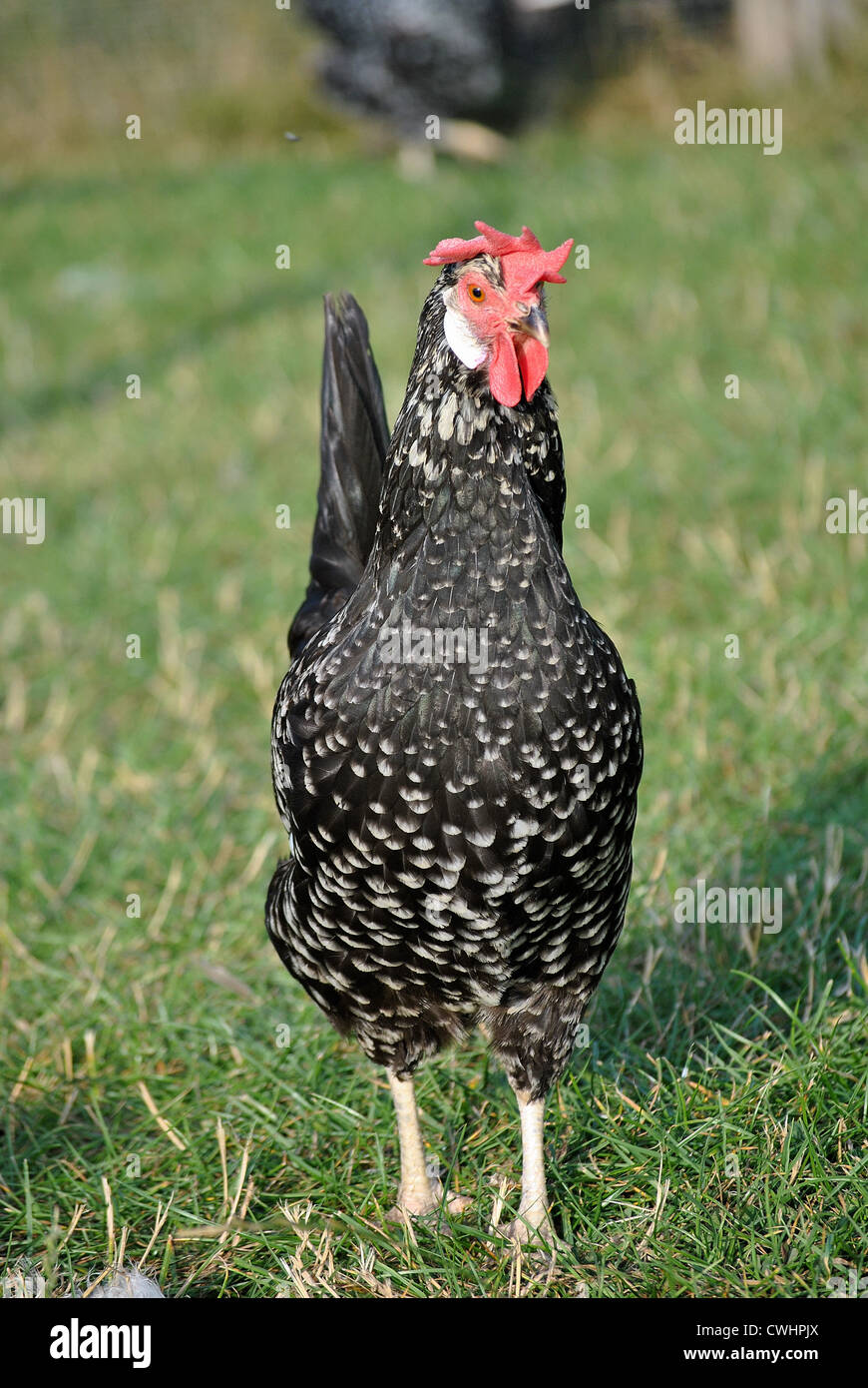 Ancona hen head on free ranging Stock Photo