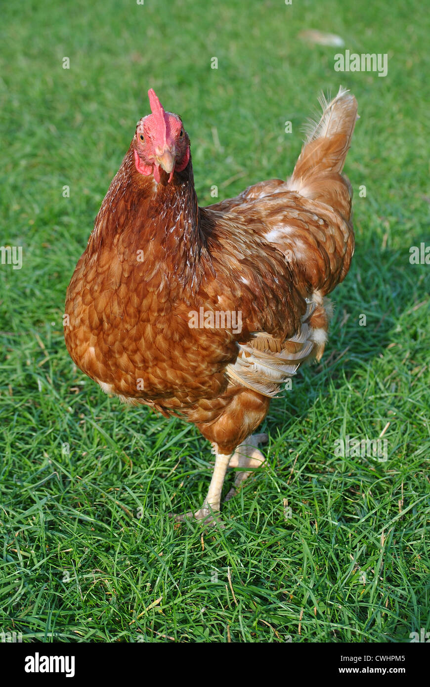 Recovered ex battery hen with full feather free ranging Stock Photo