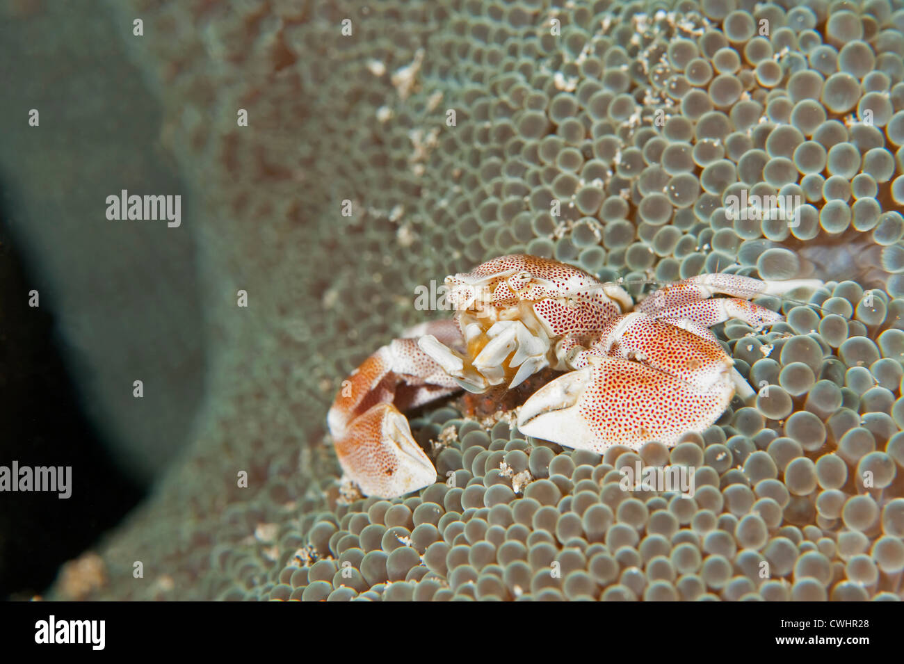 An Anemone Crab in its host anemone in North Sulawesi. Stock Photo
