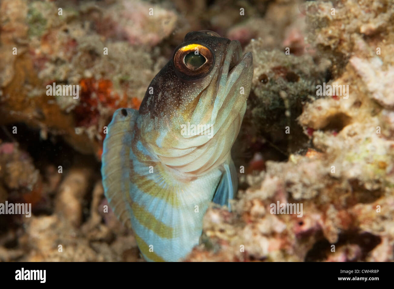 A male Yellowbarred Jawfish on a reef in North Sulawesi. Stock Photo