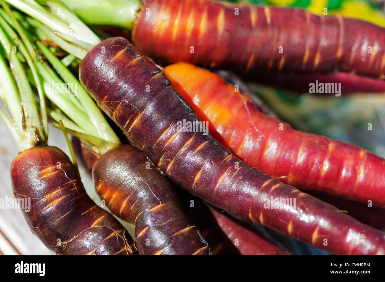 Closeup of a bunch of fresh, raw, colorful carrots in shades of orange, red, and purple on display at a farmer's market. Stock Photo