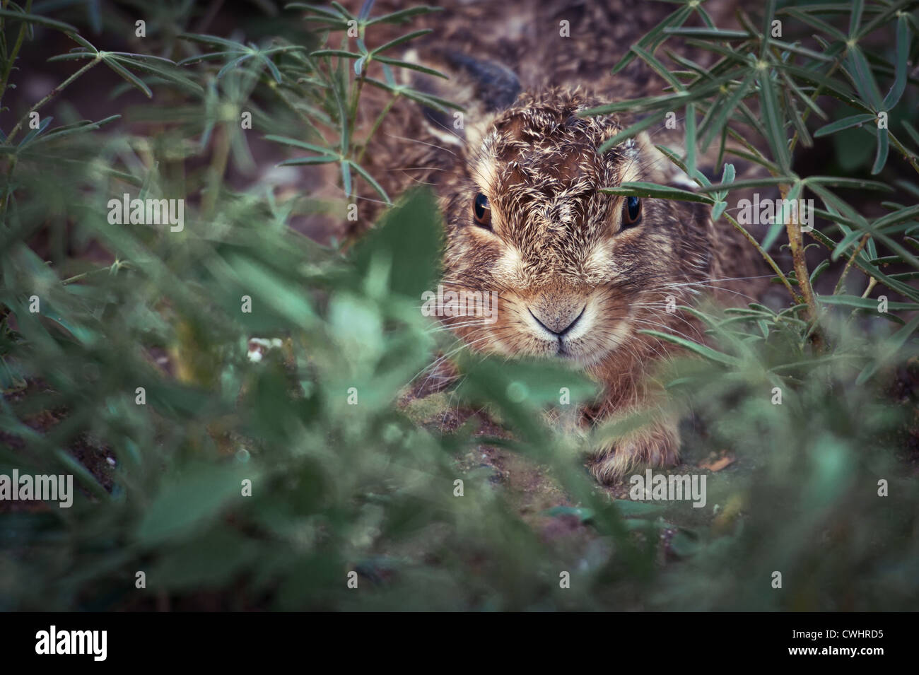 Young Hares And Rabbits High Resolution Stock Photography and Images ...