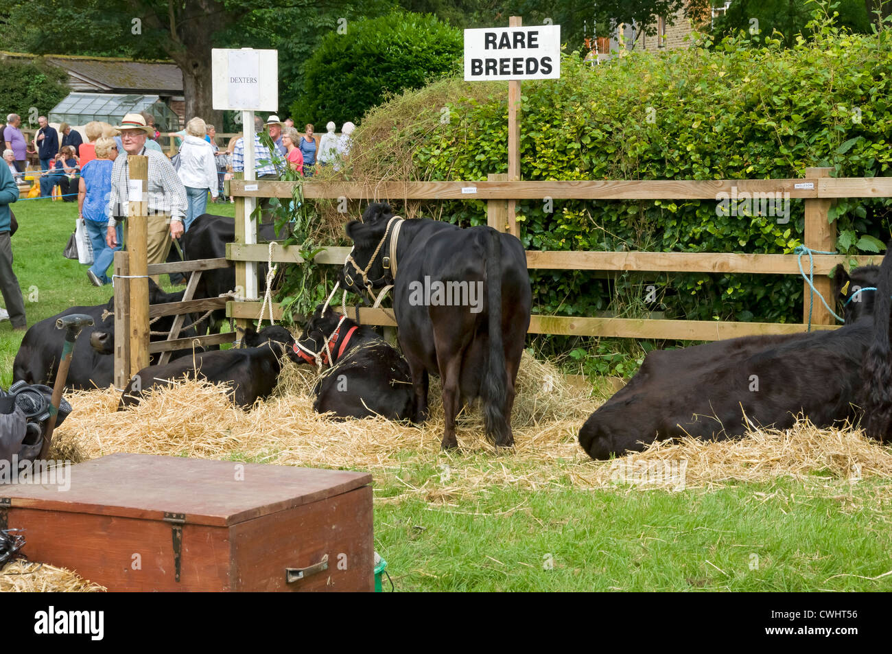Rare breed breeds Dexter cattle cow cows livestock at Thornton le Dale Show in summer North Yorkshire England UK United Kingdom GB Great Britain Stock Photo