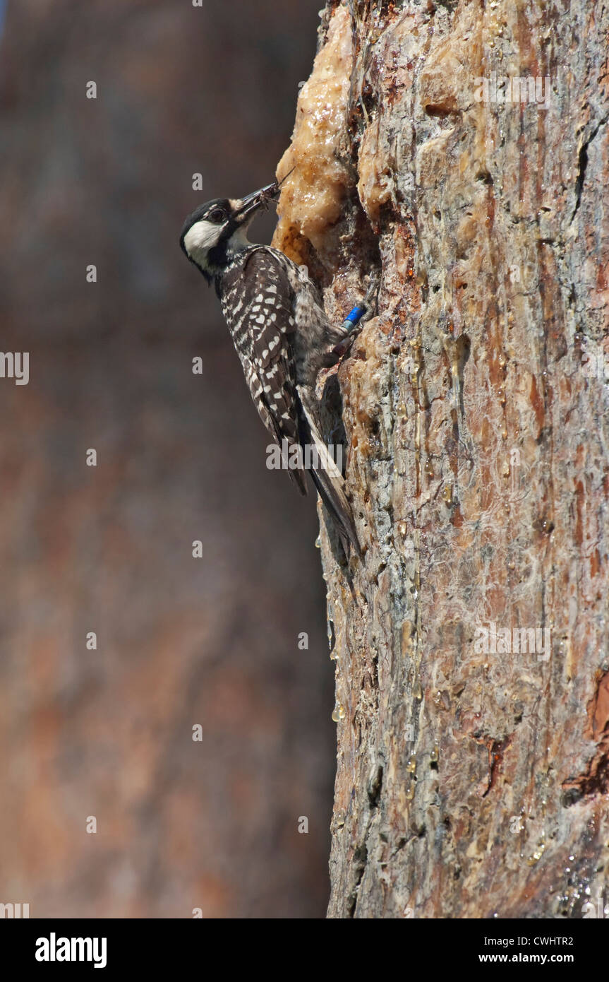 Red Cockaded Woodpecker (Picoides borealis) taking food to nest cavity in tree, Withalacoochee State Forest, Florida, USA Stock Photo