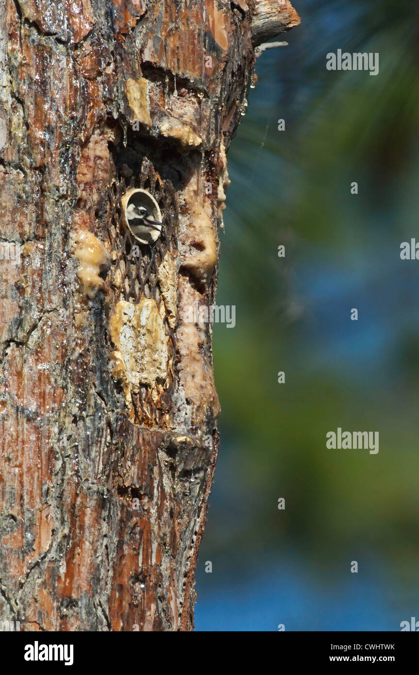 Red Cockaded Woodpecker (Picoides borealis) chick  nest cavity in tree, Withalacoochee State Forest, Florida, USA Stock Photo