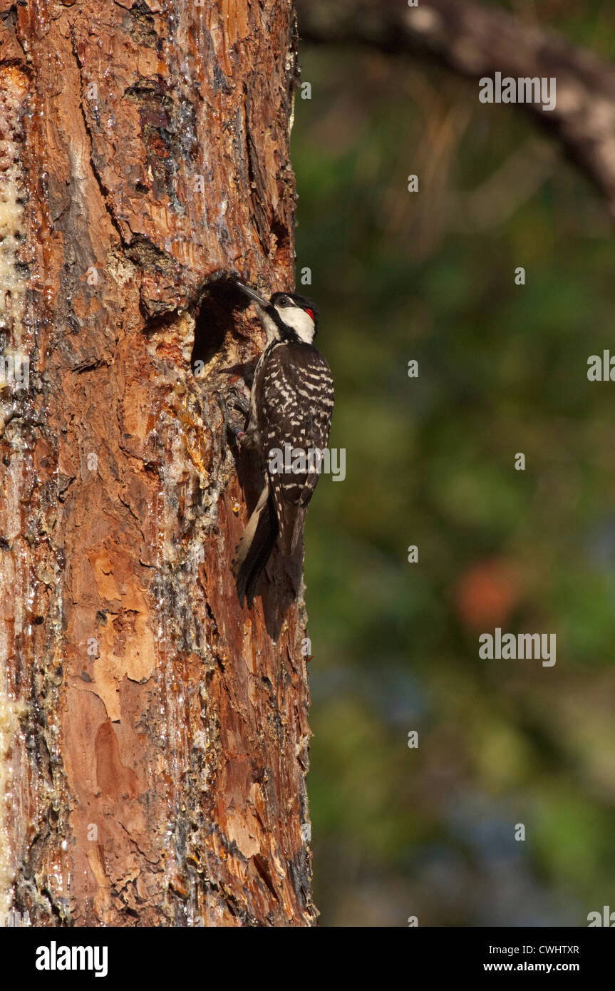 Red Cockaded Woodpecker (Picoides borealis)male taking food to nest cavity in tree, Withalacoochee State Forest, Florida, USA Stock Photo