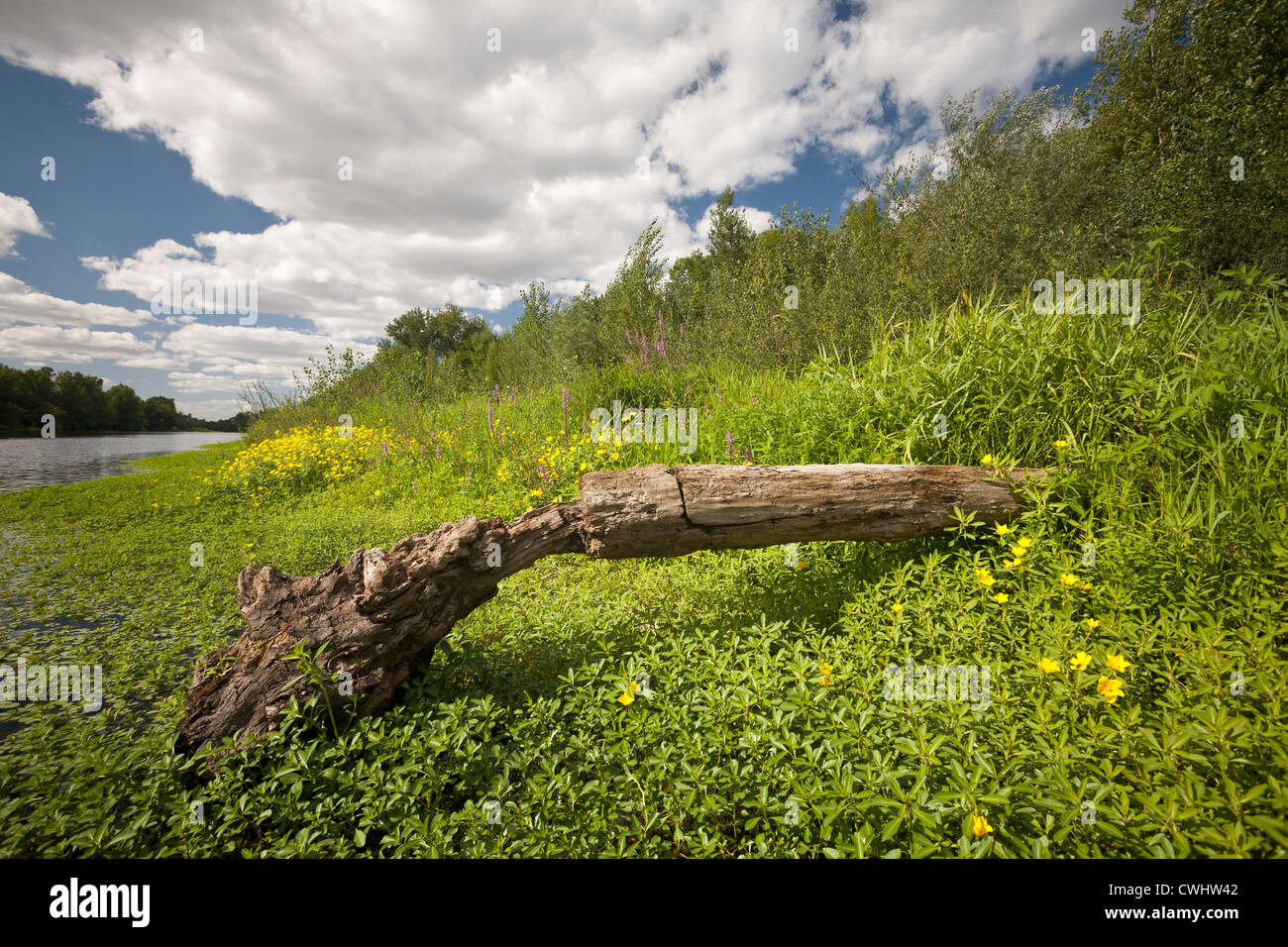 Large-flower Primrose alongside the Allier river (France). Water primrose. Large flower Primrose. Stock Photo
