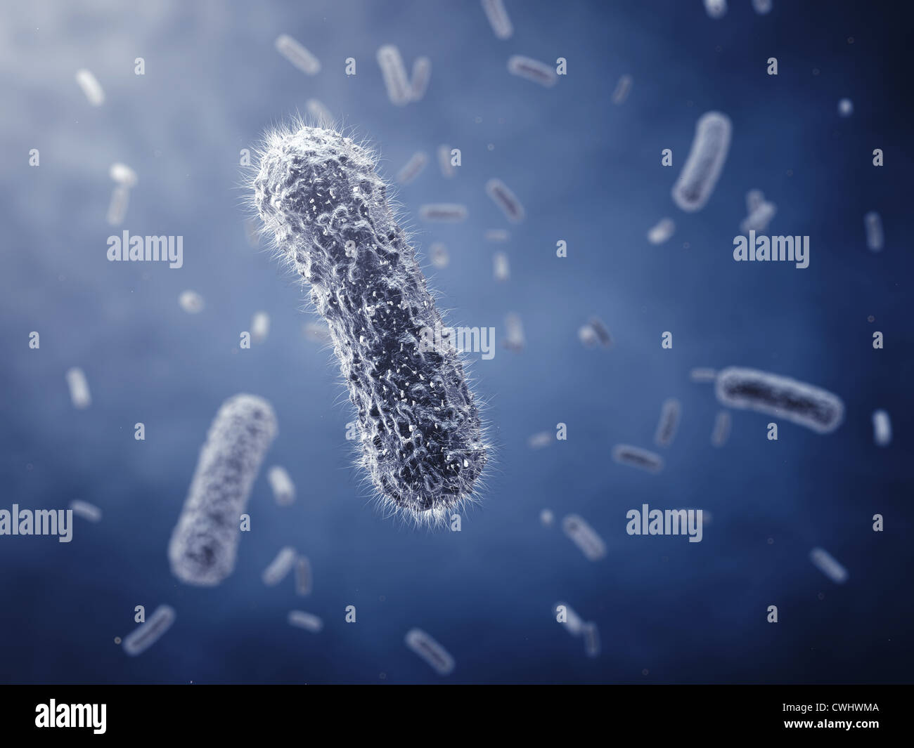 Rod-shaped bacteria ,detailed illustration Stock Photo