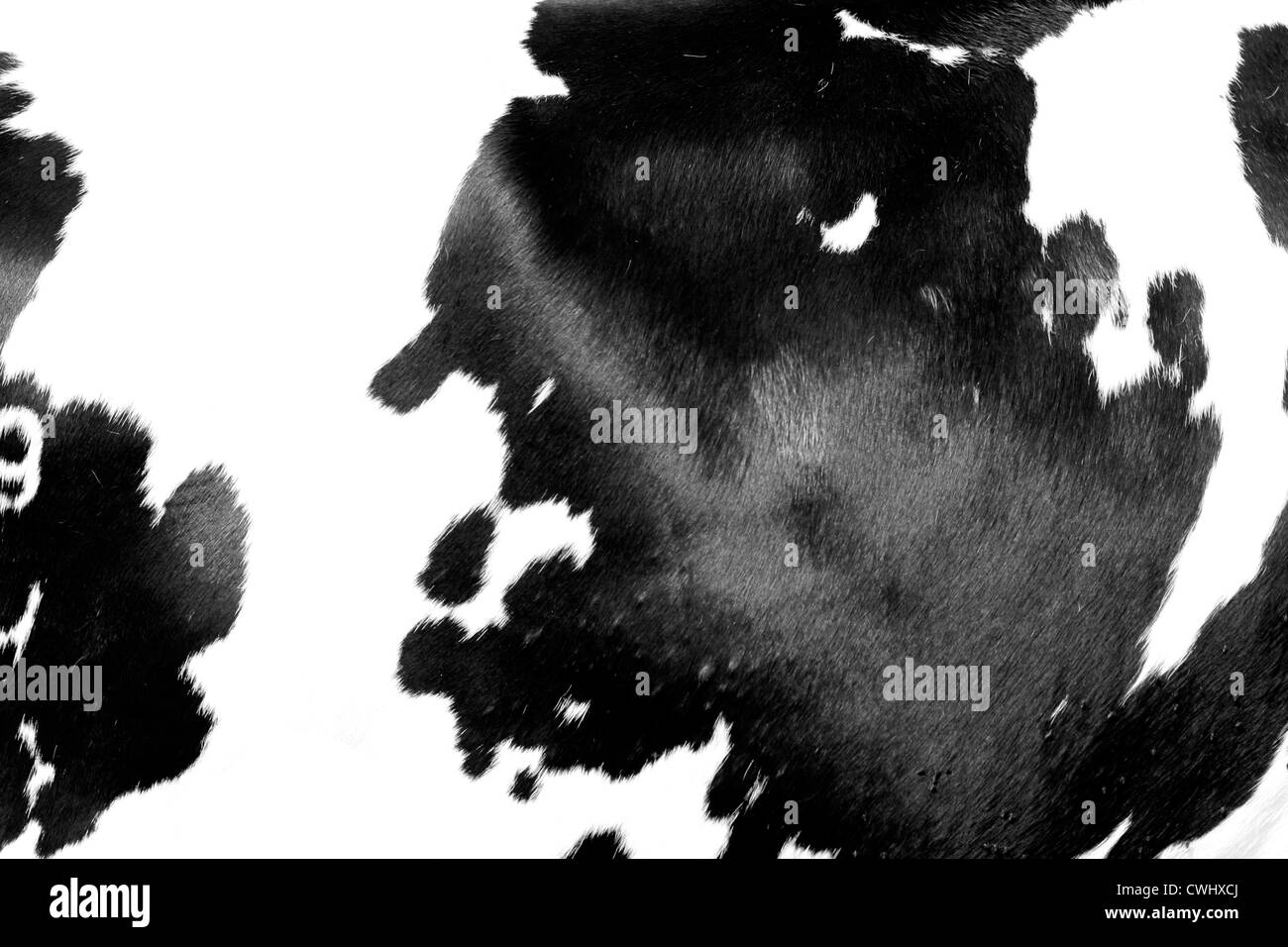 spotted,cowhide, Cow Stock Photo Alamy