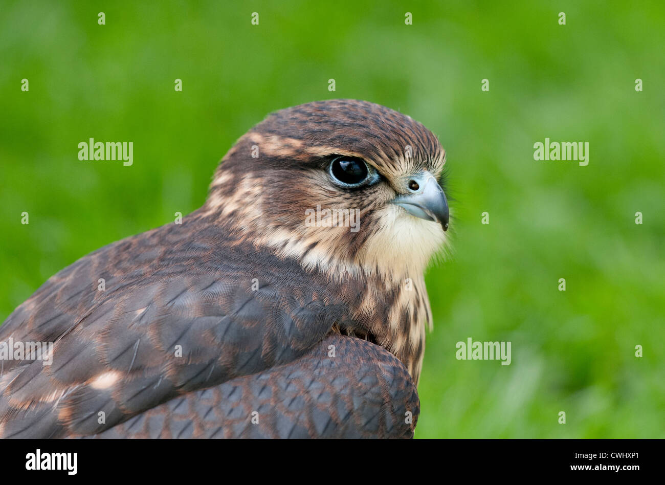 a head and shoulder shot of a male merlin bird of prey Stock Photo - Alamy