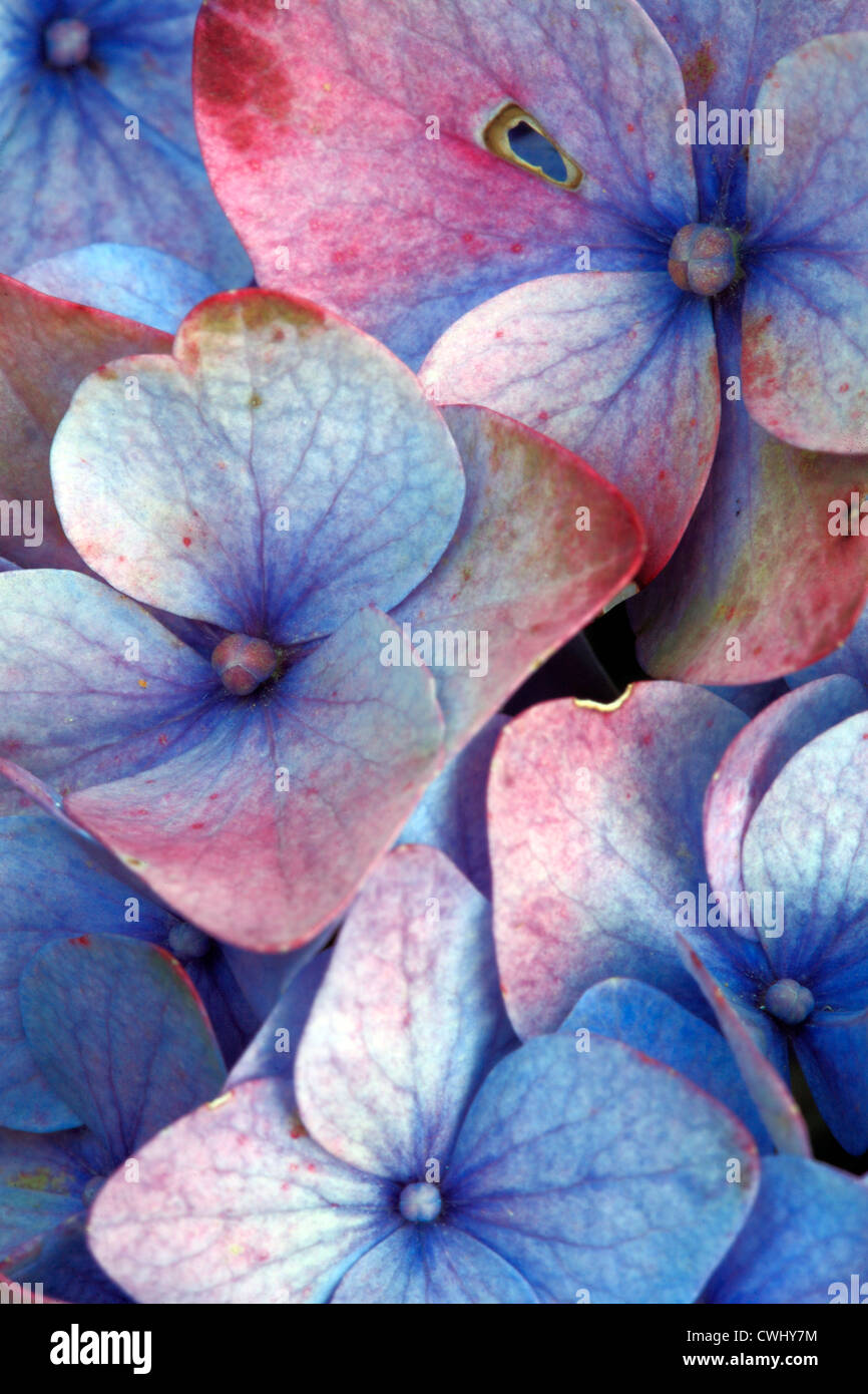 Closeup of ageing hydrangea flower. Stock Photo