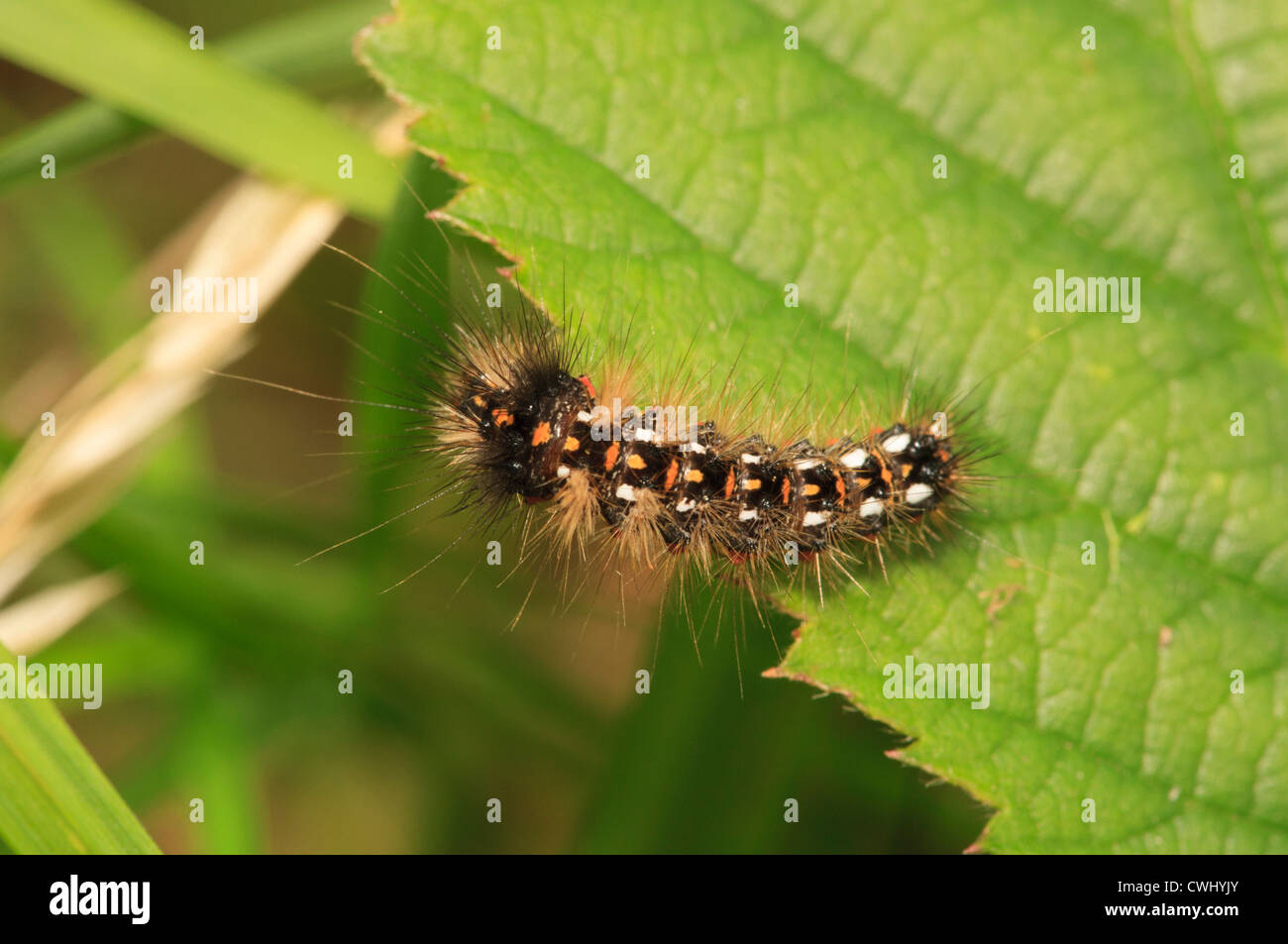 Vapourer Moth Caterpillar on bramble leaf Stock Photo