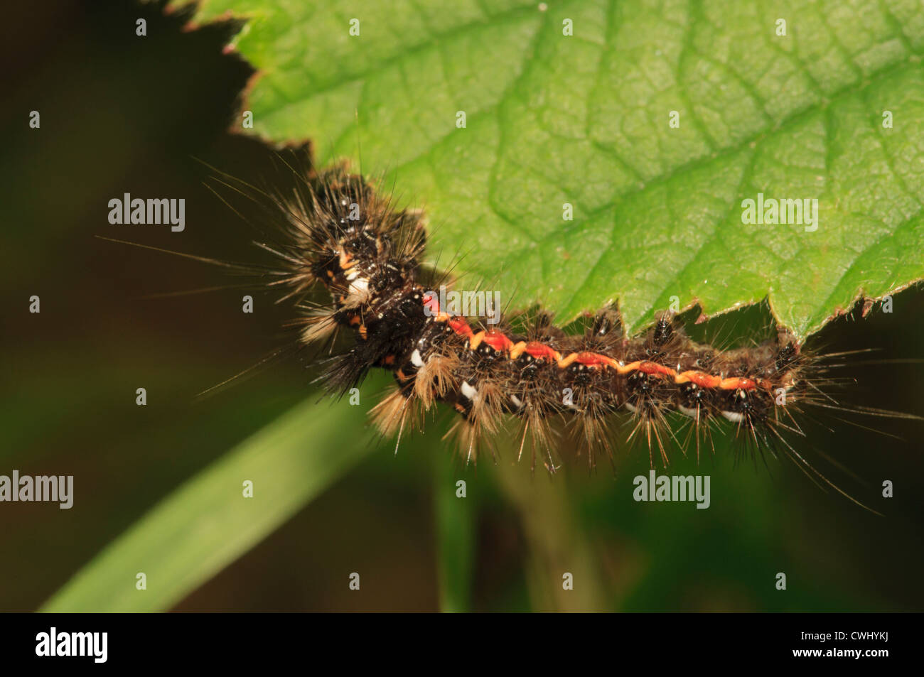 Vapourer Moth Caterpillar on bramble leaf Stock Photo