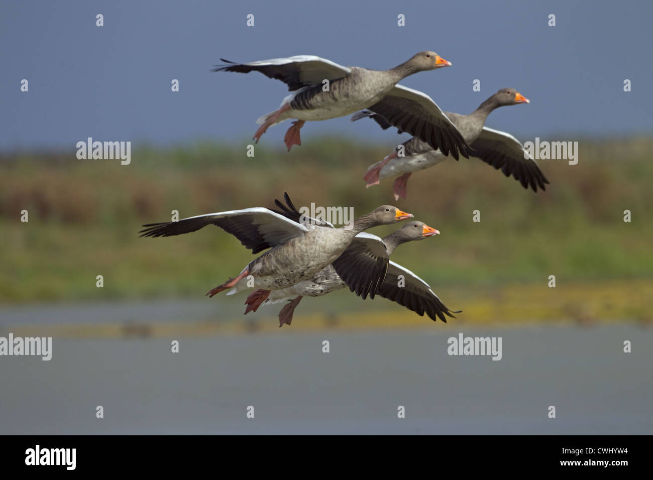 Greylag Geese Anser anser flock coming into land Stock Photo Alamy