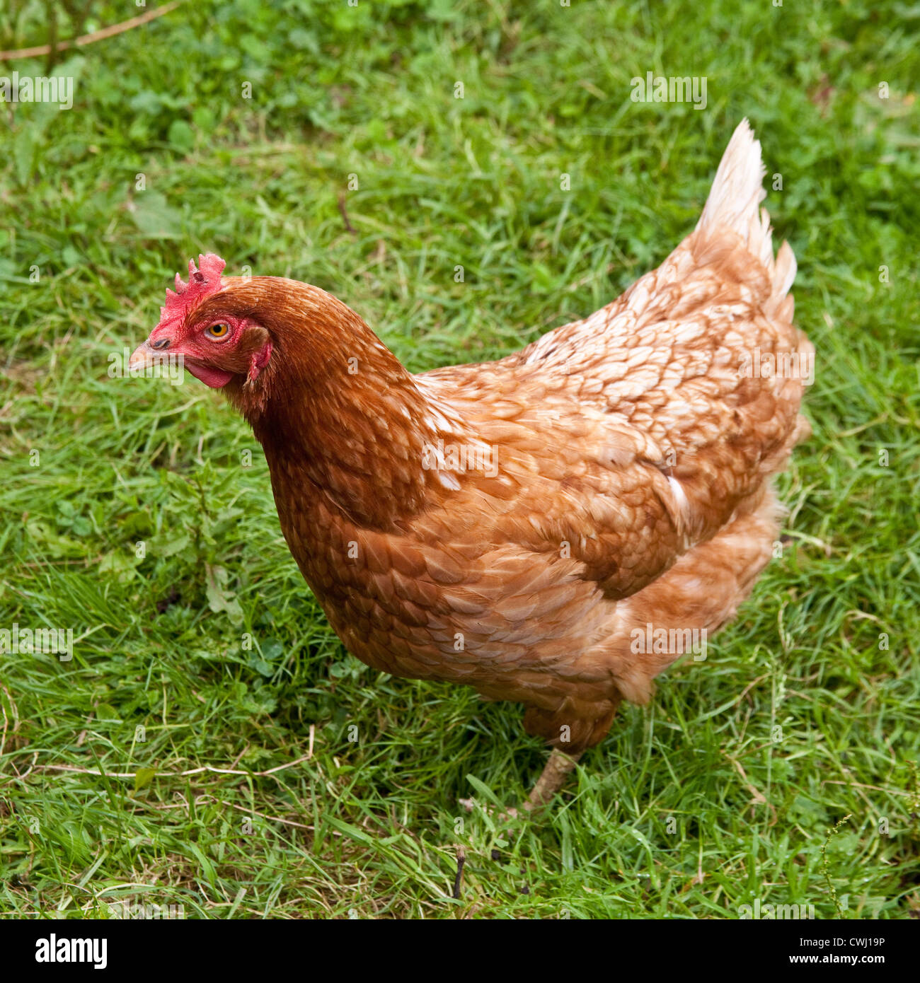 Cross breed chicken hi-res stock and - Alamy