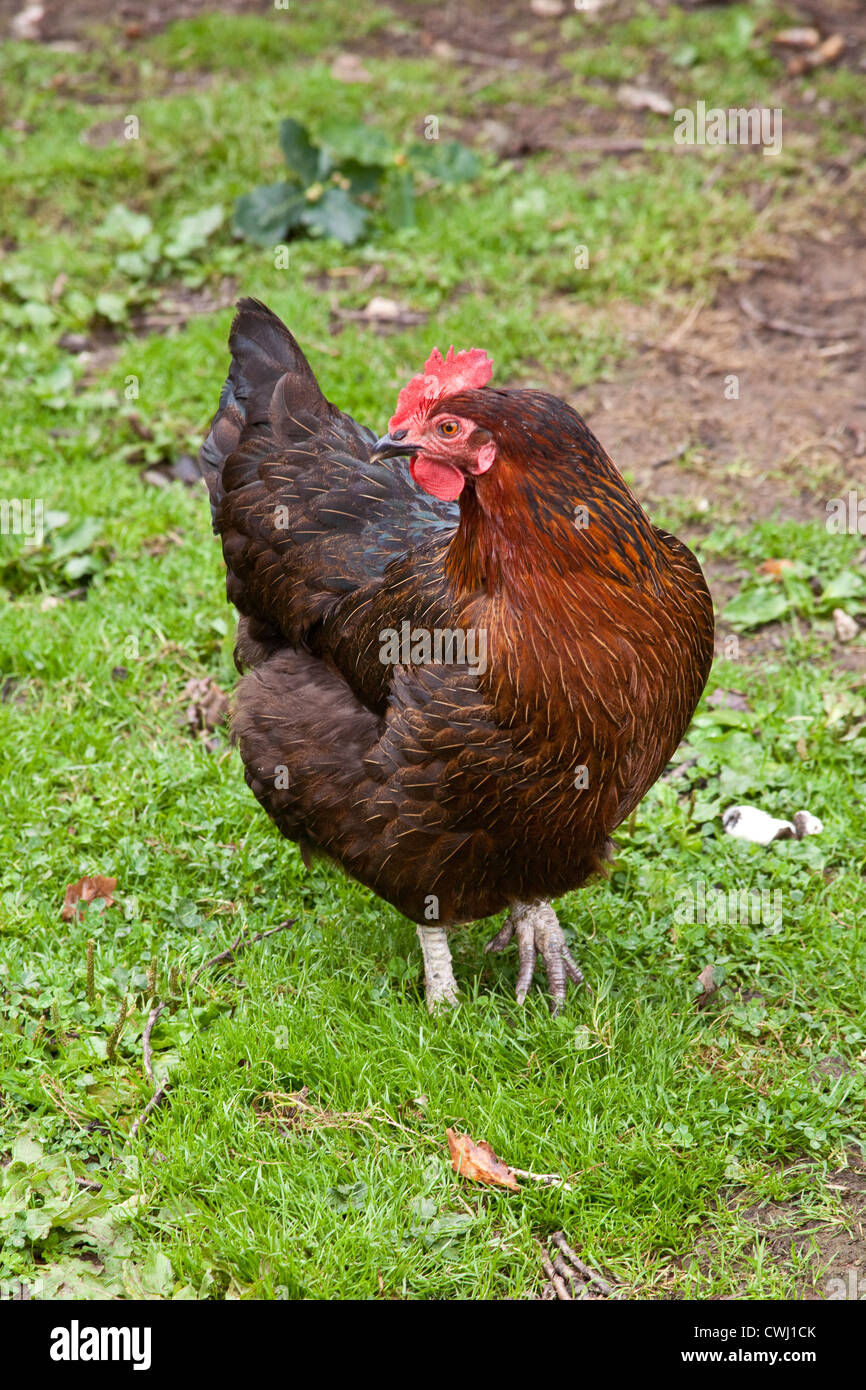 Rhode Island Red chicken on grass. Cornwall, England, United Kingdom