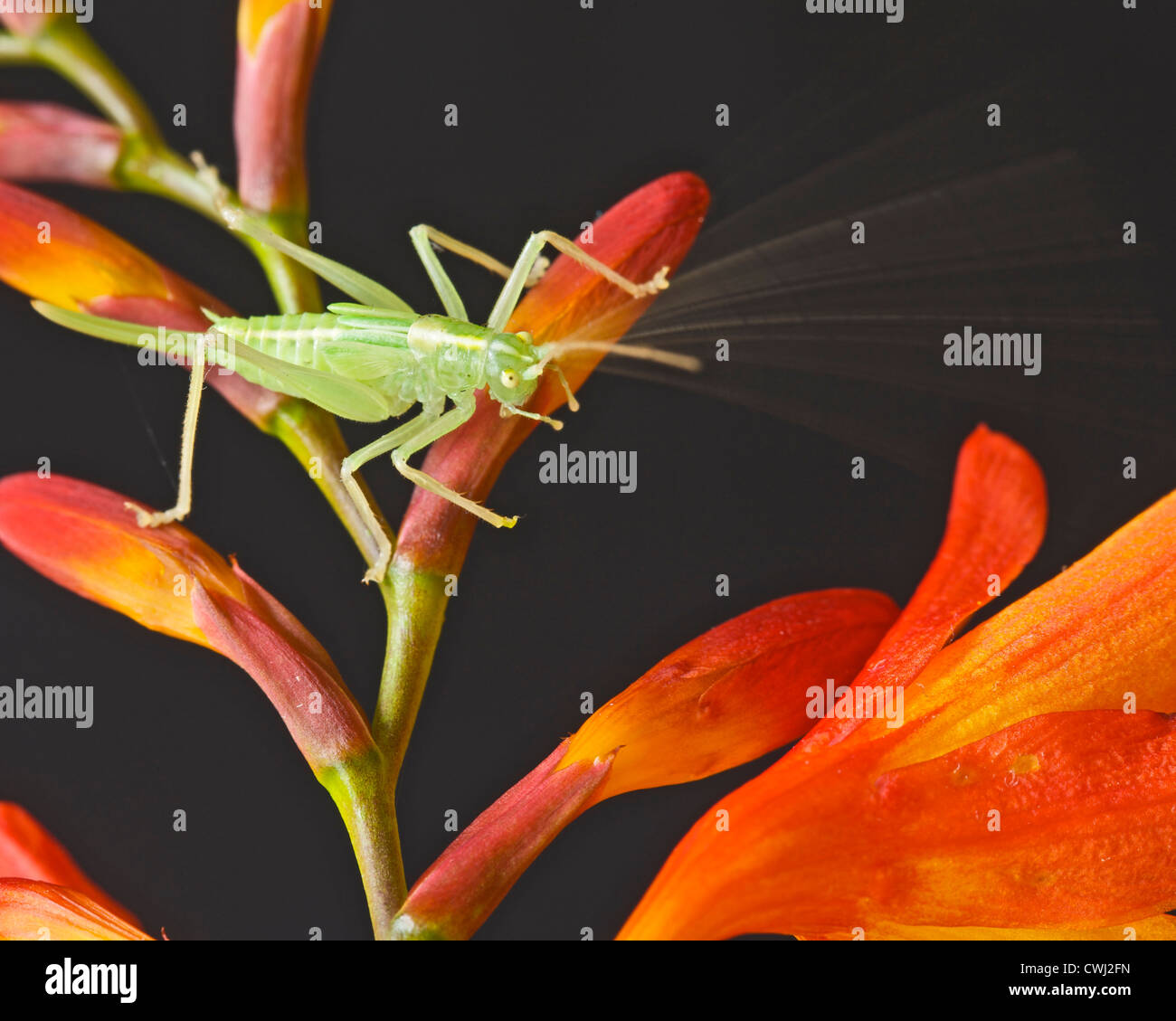 juvenile bush cricket Stock Photo Alamy