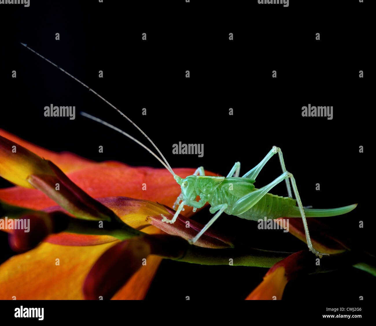juvenile bush cricket Stock Photo Alamy