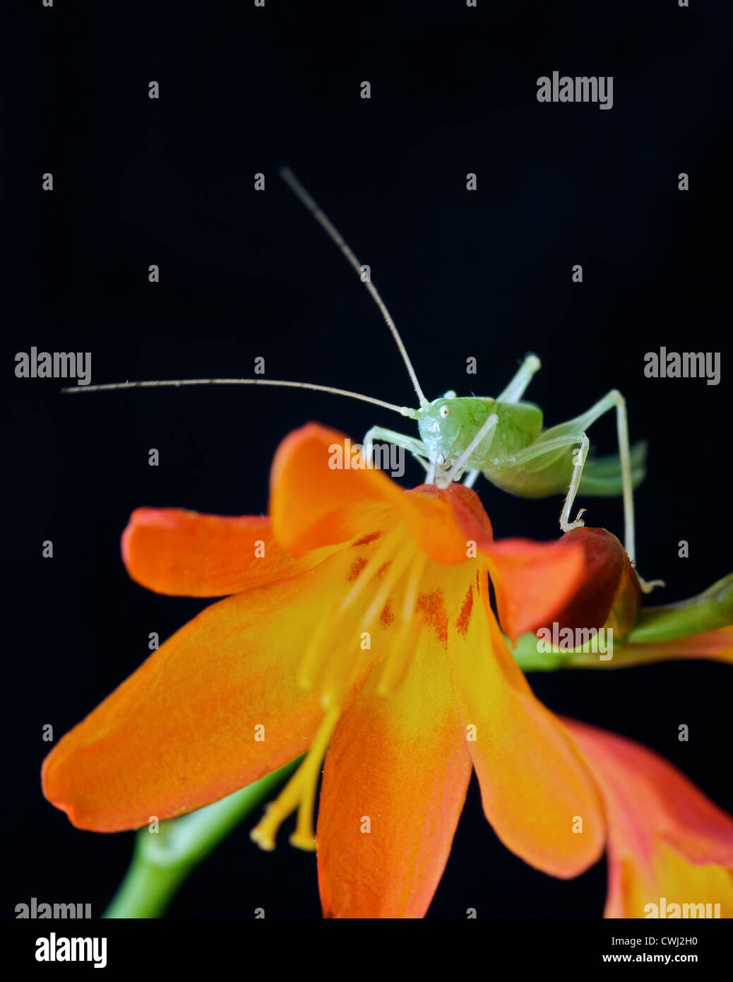 juvenile bush cricket Stock Photo Alamy