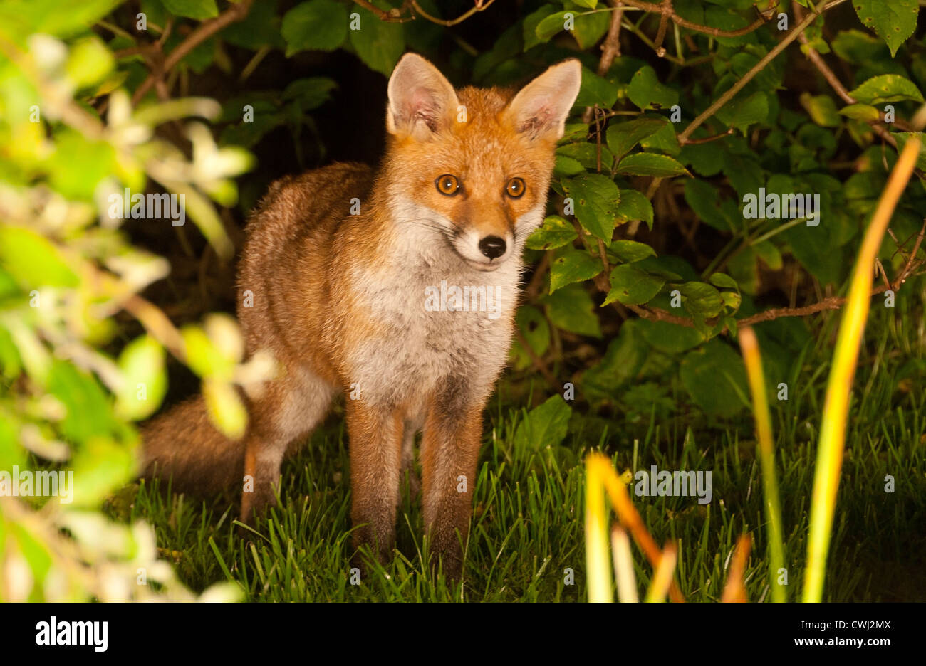 Red fox cub (Vulpes vulpes) Stock Photo