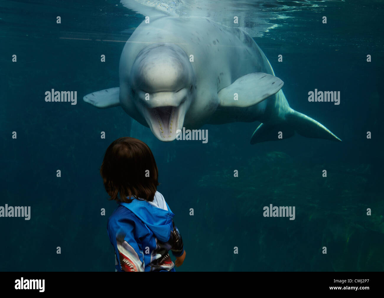 Mixed race boy looking at beluga whale Stock Photo