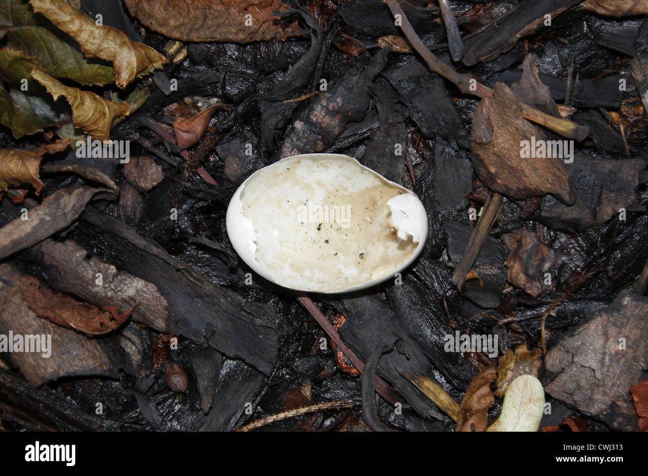 broken egg shell on wood chips Kings Park,Retford, Nottinghamshire, England, UK Stock Photo