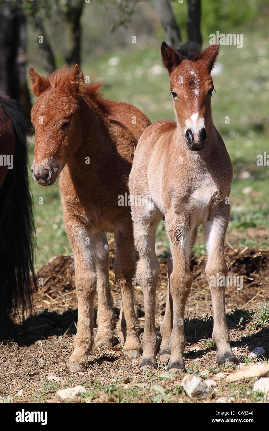 A couple of young brown horses Stock Photo