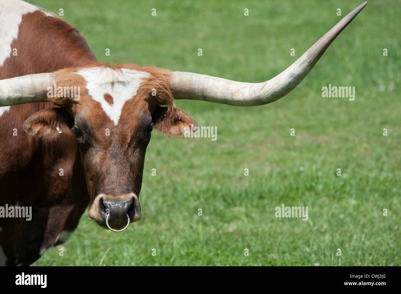 A longhorn bull in a field Stock Photo - Alamy