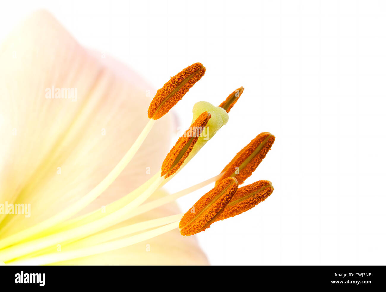 Closeup image of pollen on lily stamens Stock Photo Alamy