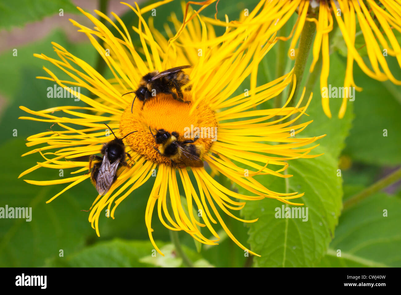 Three bumblebees pollinate one yellow flower Stock Photo