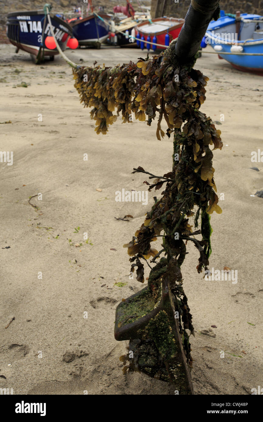 Seaweed covered rope hires stock photography and images Alamy
