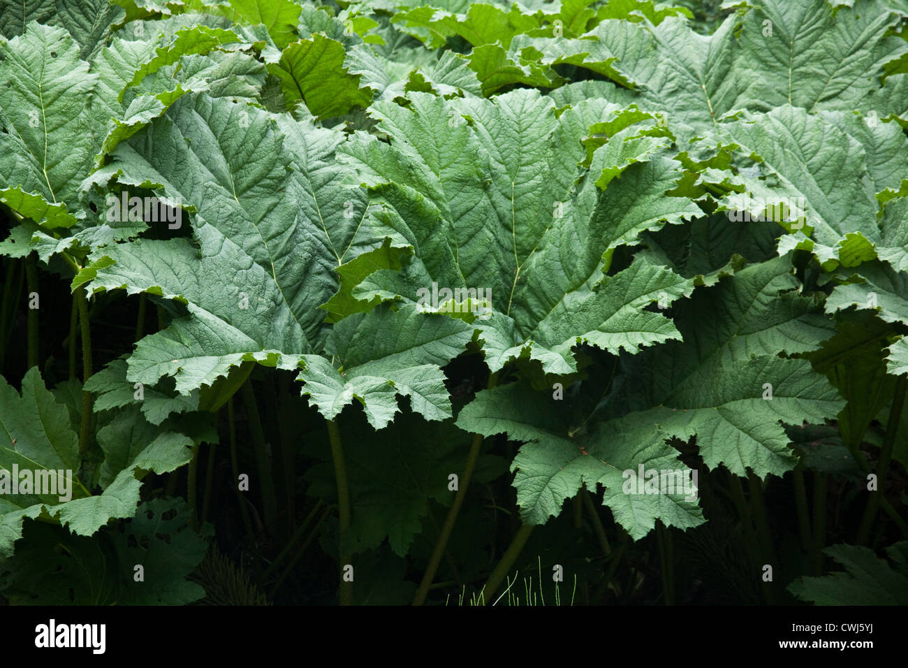 Giant Gunnera or Giant Rhubarb plants Cornwall, England, United Kingdom Stock Photo Alamy