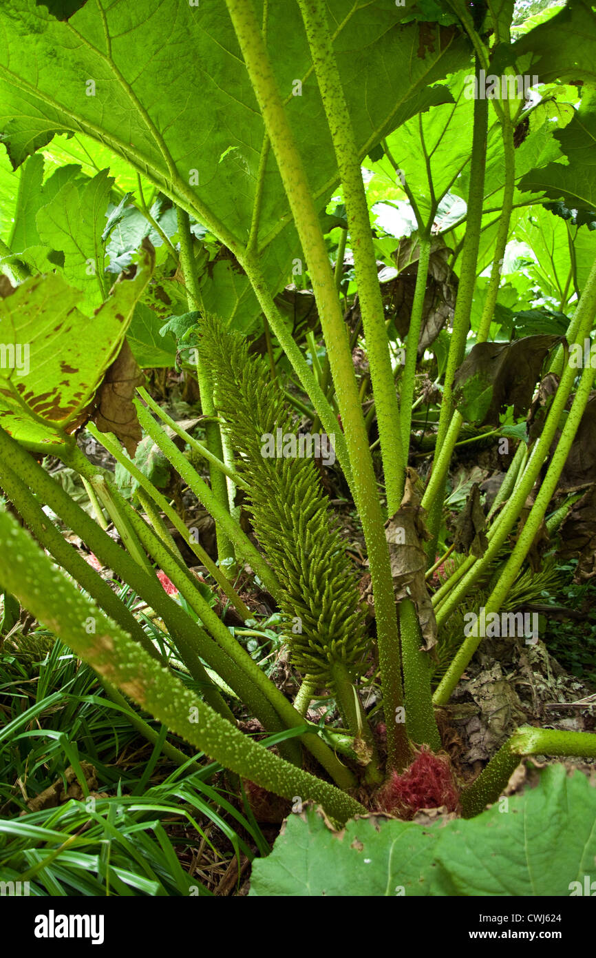 Giant Gunnera or Giant Rhubarb plants Cornwall, England, United Kingdom