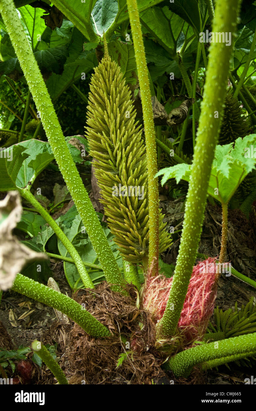 Giant Gunnera or Giant Rhubarb plants Cornwall, England, United Kingdom Stock Photo Alamy