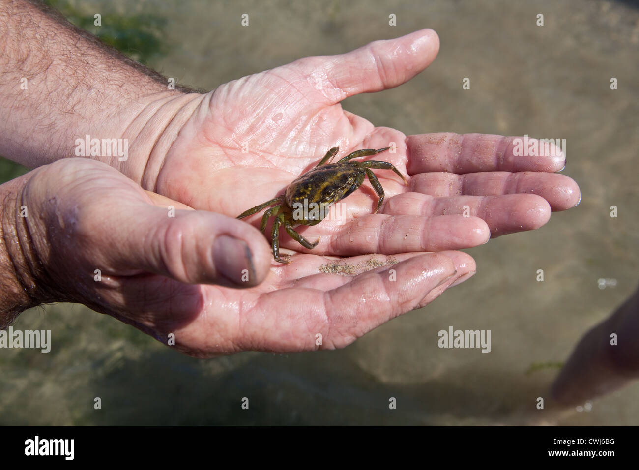 Shore crab england hi-res stock photography and images - Alamy