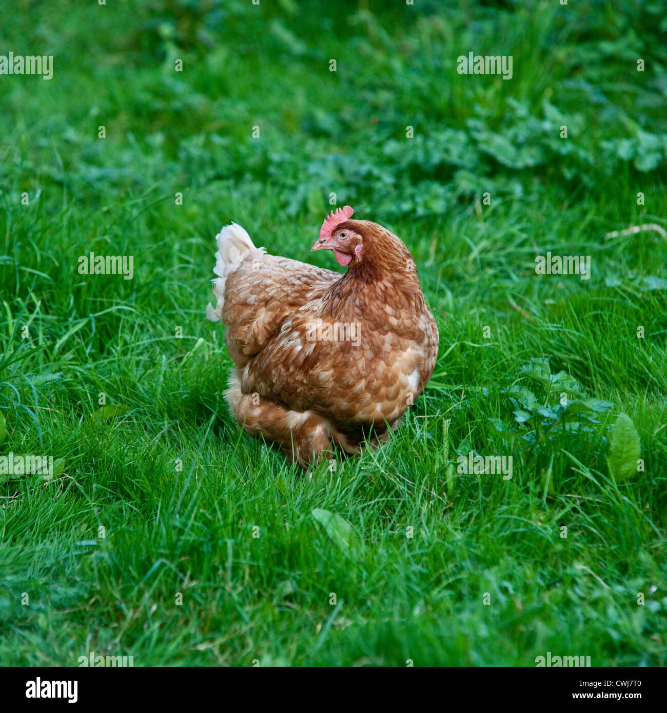 Buff orpington cross breed chicken, Cornwall, England, United Kingdom. Stock Photo