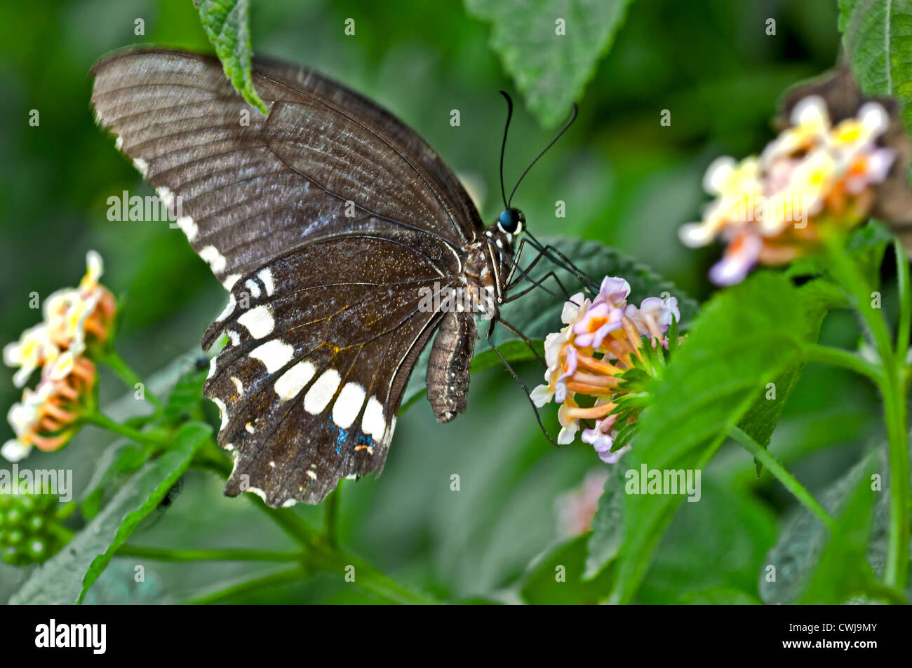 Butterfly, Common Mormon, Papilio polytes, sucking honey from flower, pollinate, close up, copy space Stock Photo