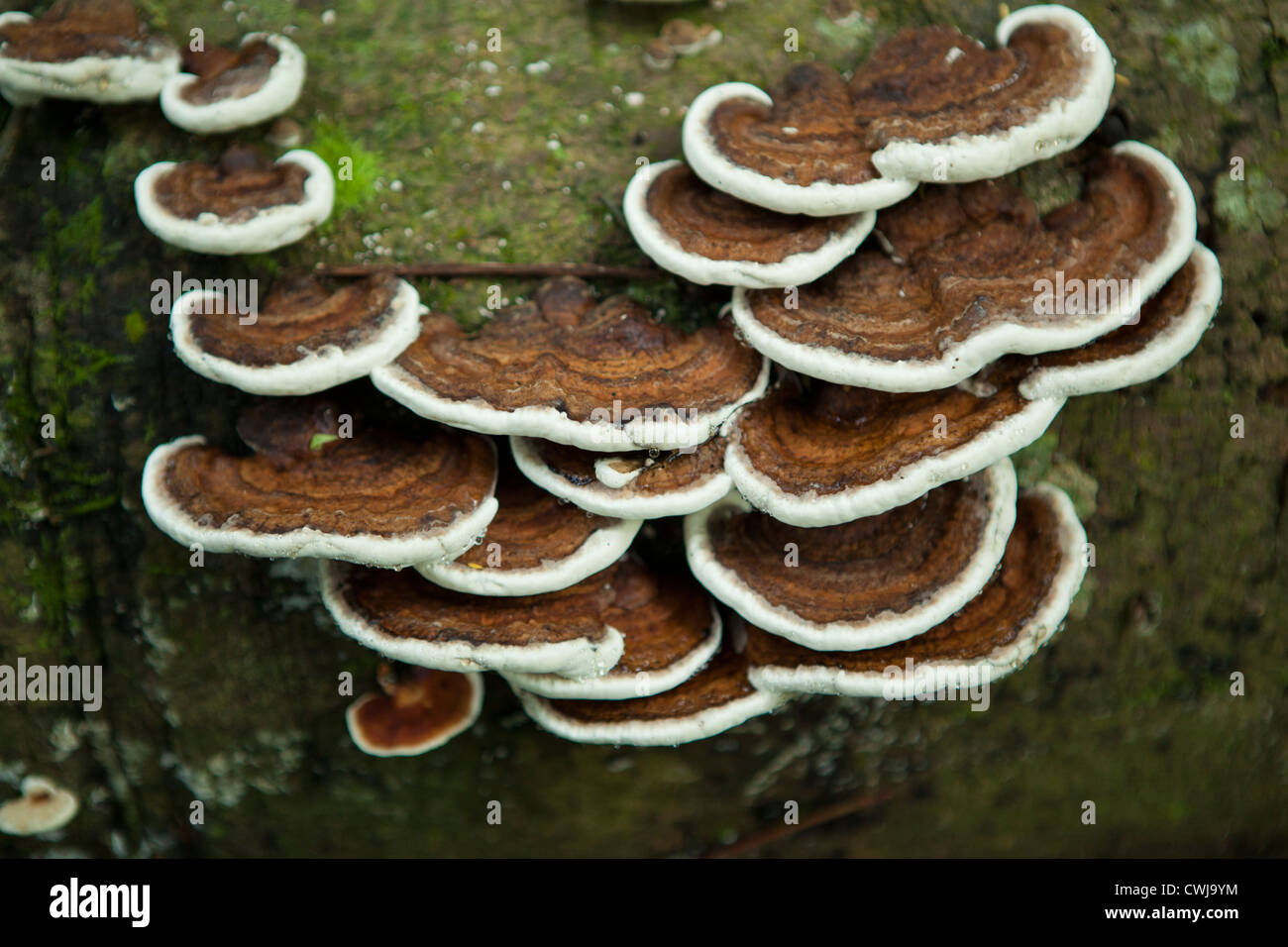 Mushrooms describe a variety of gilled fungi with or without stems of Ascomycota and Basidiomycota Stock Photo