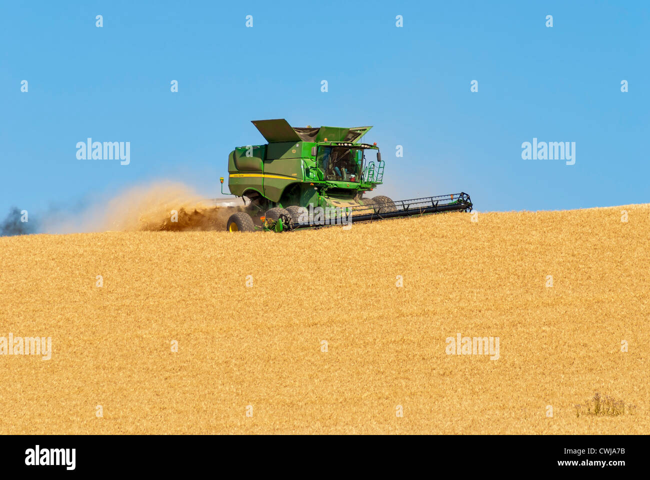 Combine harvesting in a field of golden wheat Stock Photo