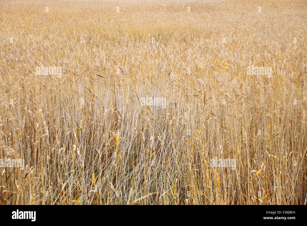 Gold fields of corn. Nature conceptual Stock Photo - Alamy