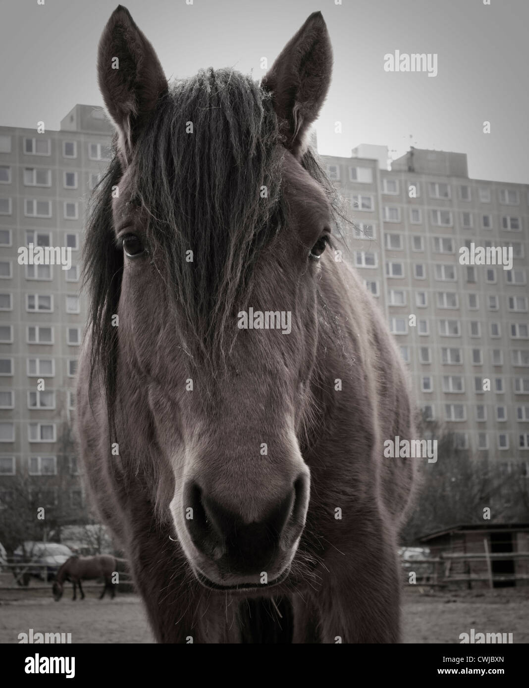 Horse in the City Stock Photo Alamy