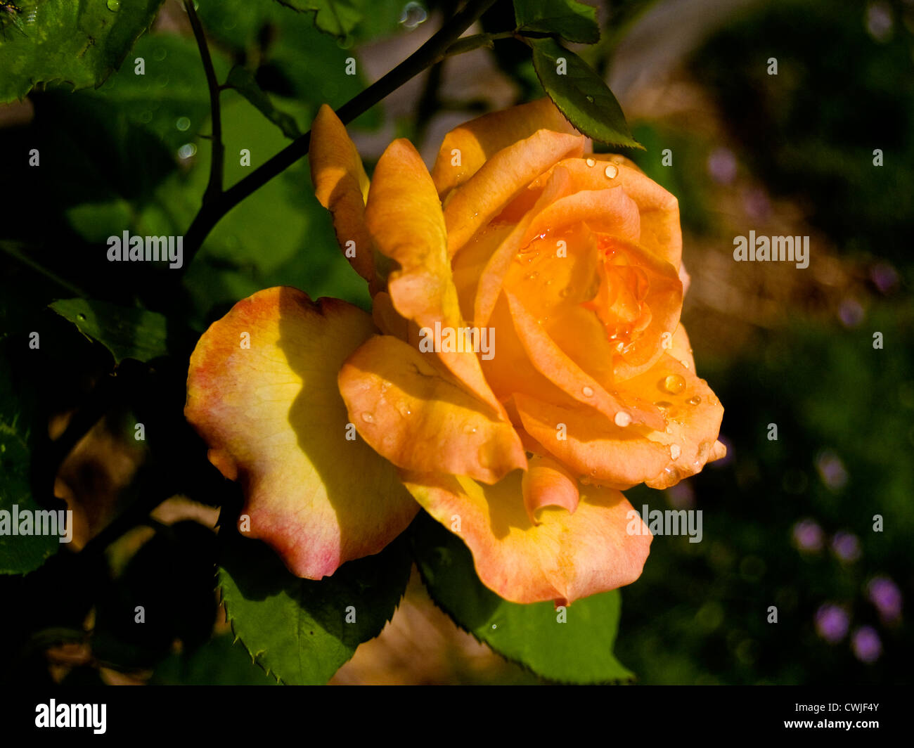 Apricot rose flower Stock Photo Alamy